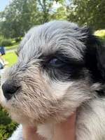 Black Parti male, a male Miniature Schnauzer for sale in Rainsville, AL – 4 of 5