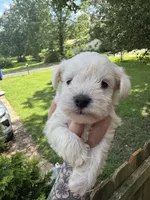 White female, a female Miniature Schnauzer for sale in Rainsville, AL – 4 of 4