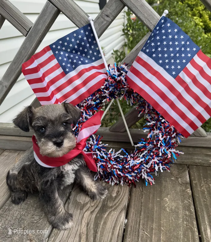 Salt & Pepper Male – Miniature Schnauzer puppy for sale in Rainsville, AL