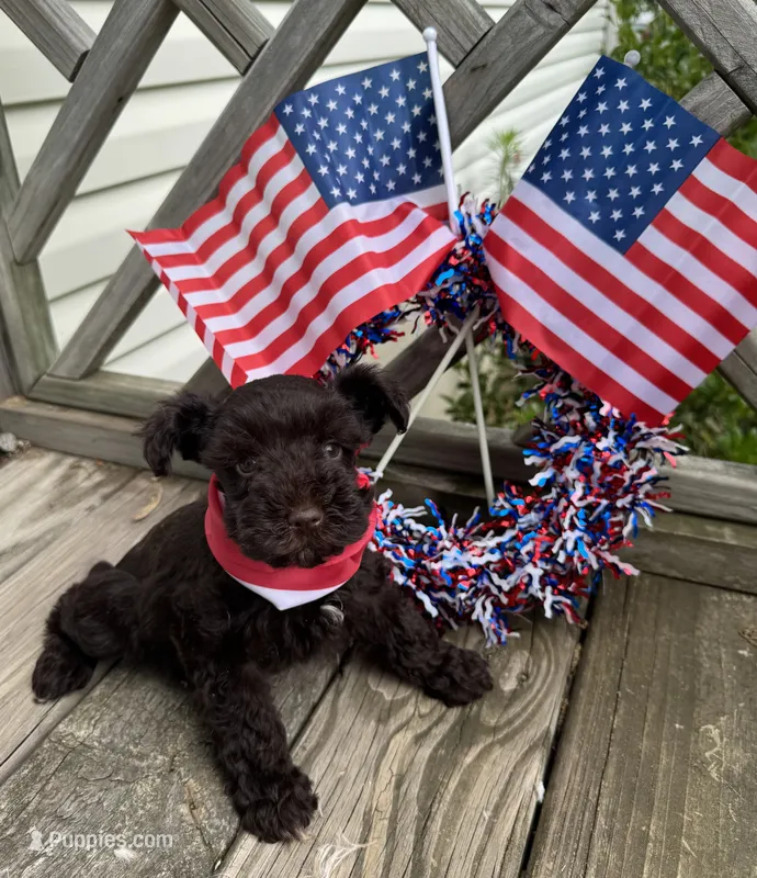 Liver female  – Miniature Schnauzer puppy for sale in Rainsville, AL