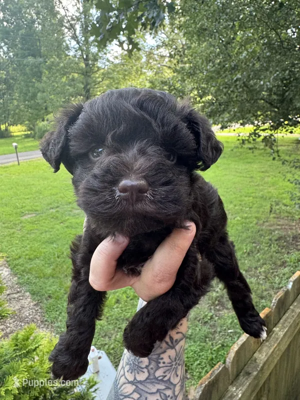 Liver female  – Miniature Schnauzer puppy for sale in Rainsville, AL