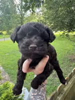 Liver female , a female Miniature Schnauzer for sale in Rainsville, AL – 1 of 3