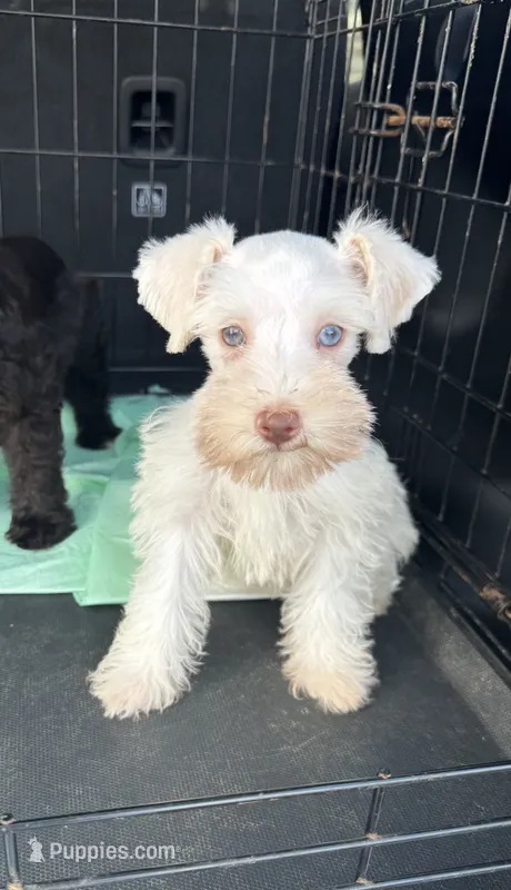 White chocolate female – Miniature Schnauzer puppy for sale in Rainsville, AL
