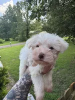 White chocolate female, a female Miniature Schnauzer for sale in Rainsville, AL – 2 of 5