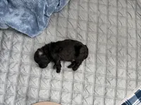 Orion — The Moon Litter (Singleton) , a male Poodle - Toy  for sale in Houston, TX – 6 of 7
