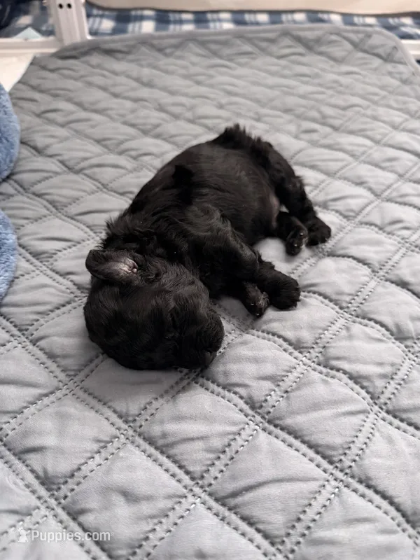 Orion — The Moon Litter (Singleton)  – Poodle - Toy  puppy for sale in Houston, TX