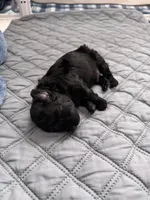 Orion — The Moon Litter (Singleton) , a male Poodle - Toy  for sale in Houston, TX – 1 of 7