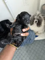 Orion — The Moon Litter (Singleton) , a male Poodle - Toy  for sale in Houston, TX – 2 of 7
