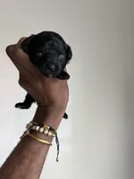 Orion — The Moon Litter (Singleton) , a male Poodle - Toy  for sale in Houston, TX – 7 of 7