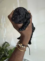 Orion — The Moon Litter (Singleton) , a male Poodle - Toy  for sale in Houston, TX – 4 of 7