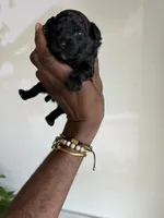 Orion — The Moon Litter (Singleton) , a male Poodle - Toy  for sale in Houston, TX – 5 of 7