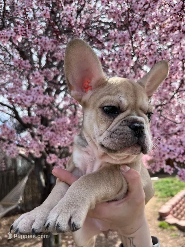 Lady bug  – French Bulldog puppy for sale in Sparks, NV