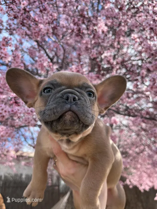 Tigger – French Bulldog puppy for sale in Sparks, NV