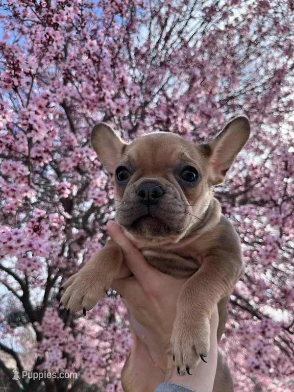 Teddy bear  – French Bulldog puppy for sale in Sparks, NV