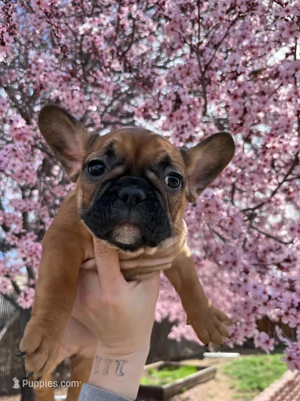 Maple  – French Bulldog puppy for sale in Sparks, NV