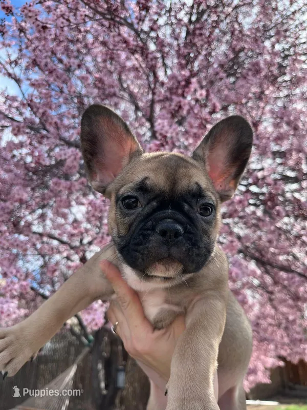 Raisin  – French Bulldog puppy for sale in Sparks, NV