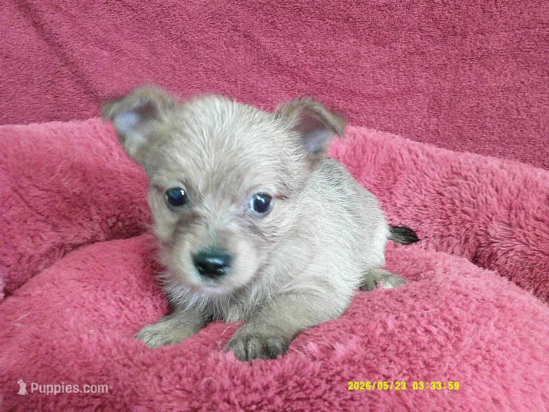 Charlotte – Pomeranian, Yorkshire Terrier puppy for sale in Anderson, SC