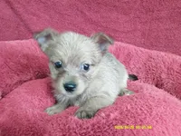 Charlotte, a female Pomeranian and Yorkshire Terrier for sale in Anderson, SC – 5 of 10