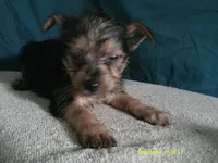 Emma, a female Pomeranian and Yorkshire Terrier for sale in Anderson, SC – 2 of 10