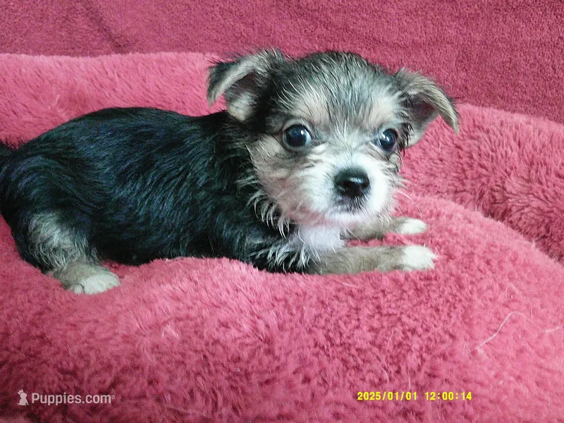 Liam – Pomeranian, Yorkshire Terrier puppy for sale in Anderson, SC