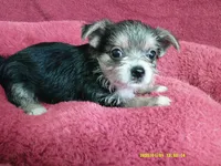 Liam, a male Pomeranian and Yorkshire Terrier for sale in Anderson, SC – 5 of 10