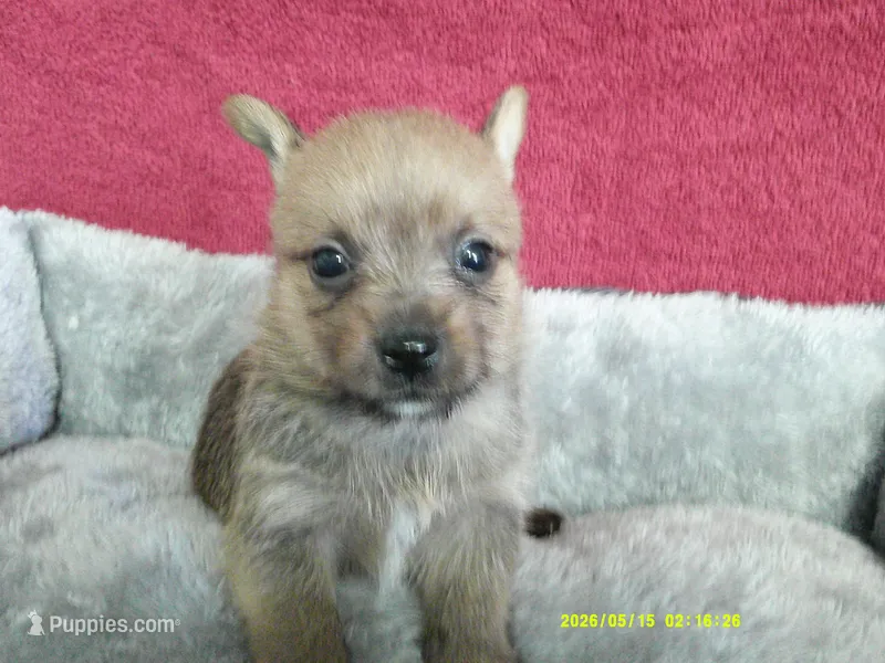Noah – Pomeranian, Yorkshire Terrier puppy for sale in Anderson, SC