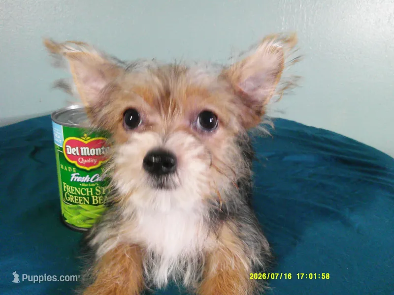 Liam BLACK – Pomeranian, Yorkshire Terrier puppy for sale in Anderson, SC