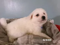 DARRIN -Blue, a male American Eskimo for sale in Anderson, SC – Photo 2 of 10