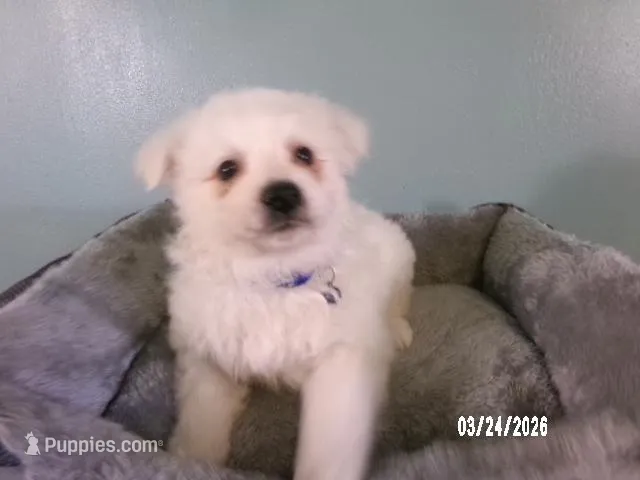 DARRIN -Blue – American Eskimo puppy for sale in Anderson, SC