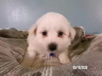 DARRIN -Blue, a male American Eskimo for sale in Anderson, SC – Photo 3 of 10