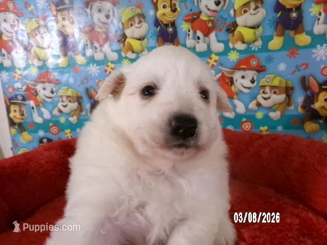 DARRIN – American Eskimo puppy for sale in Anderson, SC