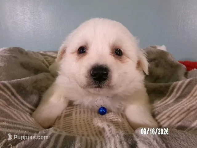 DARRIN -Blue – American Eskimo puppy for sale in Anderson, SC