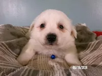 DARRIN -Blue, a male American Eskimo for sale in Anderson, SC – Photo 1 of 10