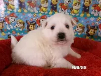 DARRIN, a male American Eskimo for sale in Anderson, SC – Photo 5 of 5