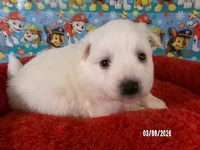 DARRIN, a male American Eskimo for sale in Anderson, SC – Photo 4 of 5