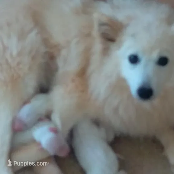 DARRIN -Blue, a male American Eskimo for sale in Anderson, SC – Photo 10 of 10