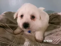 DARRIN -Blue, a male American Eskimo for sale in Anderson, SC – Photo 4 of 10