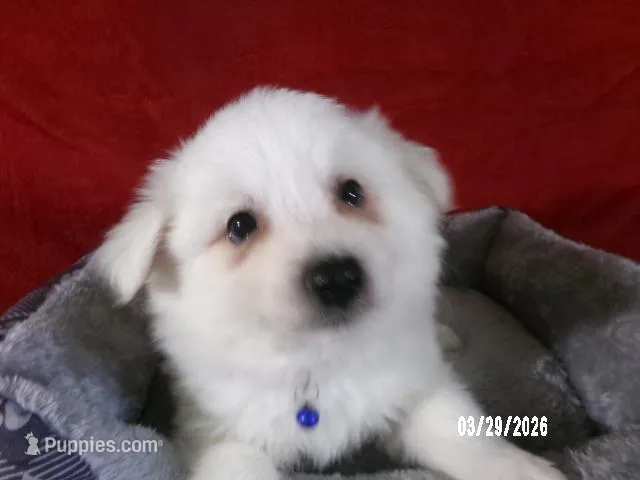 DARRIN -Blue – American Eskimo puppy for sale in Anderson, SC