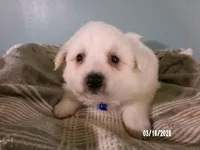 DARRIN -Blue, a male American Eskimo for sale in Anderson, SC – Photo 5 of 10