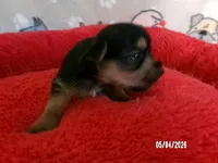 Olivia, a female Pomeranian and Yorkshire Terrier for sale in Anderson, SC – Photo 2 of 4