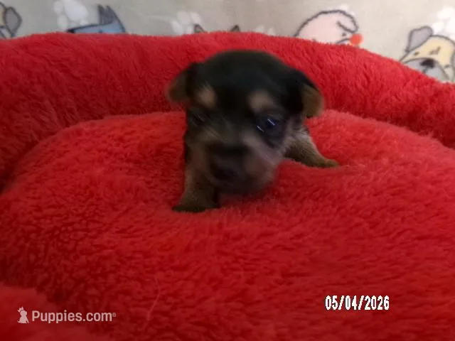 Olivia, a female Pomeranian and Yorkshire Terrier for sale in Anderson, SC – Photo 1 of 4