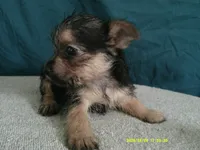 Olivia, a female Pomeranian and Yorkshire Terrier for sale in Anderson, SC – 4 of 10
