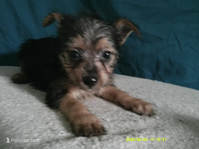 Emma – Pomeranian, Yorkshire Terrier puppy for sale in Anderson, SC