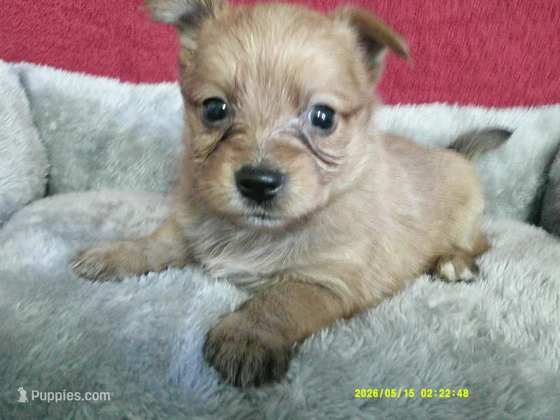 Charlotte – Pomeranian, Yorkshire Terrier puppy for sale in Anderson, SC