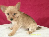 Charlotte PURPLE, a female Pomeranian and Yorkshire Terrier for sale in Anderson, SC – 4 of 10
