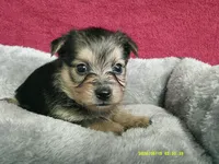 Emma, a female Pomeranian and Yorkshire Terrier for sale in Anderson, SC – 7 of 10