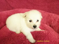 Robert, a male Pomeranian for sale in Anderson, SC – 3 of 5
