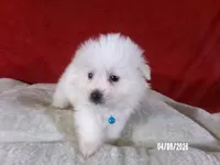 Larry - Blue, a male American Eskimo for sale in Anderson, SC – Photo 2 of 10