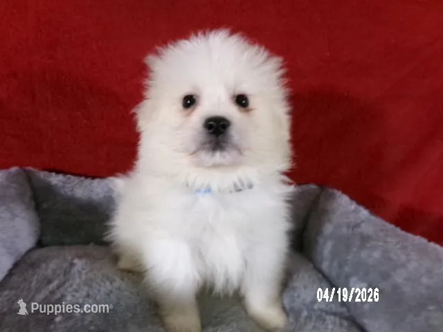 Larry - Blue – American Eskimo puppy for sale in Anderson, SC