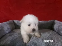 Larry, a male American Eskimo for sale in Anderson, SC – Photo 4 of 4